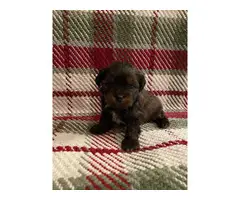 Maltese Yorkie Pups for sale - 5