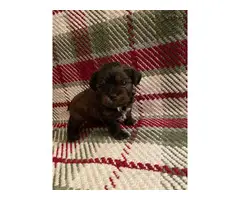Maltese Yorkie Pups for sale - 6