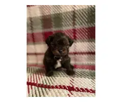 Maltese Yorkie Pups for sale - 7