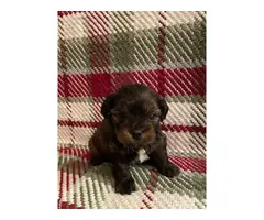 Maltese Yorkie Pups for sale - 8