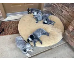 5 blue heeler puppies needing a new home - 1