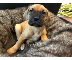 Brindle and fawn bullmastiff puppies for sale