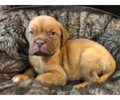 Brindle and fawn bullmastiff puppies for sale