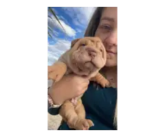 Shar-Pei puppies for sale