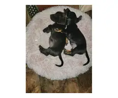 9 weeks old miniature dachshund puppies
