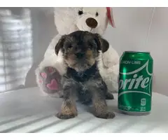 Miniature schnauzer puppy - 2