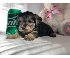 Miniature schnauzer puppy - 5