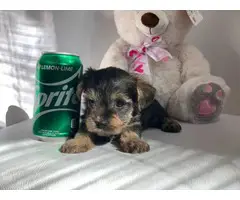 Miniature schnauzer puppy - 7
