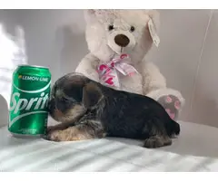 Miniature schnauzer puppy - 9