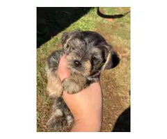 Miniature schnauzer puppy - 13