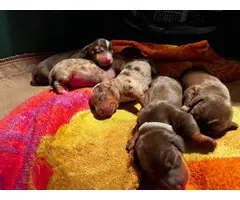 Dapple and chocolate mini dachshund puppies for sale