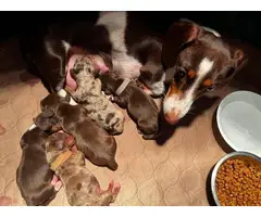Dapple and chocolate mini dachshund puppies for sale - 2