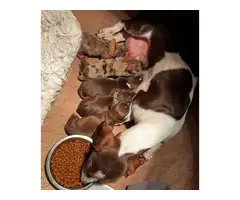 Dapple and chocolate mini dachshund puppies for sale - 3