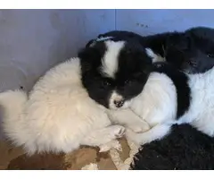 5 full-blooded American Akita puppies available for adoption - 3