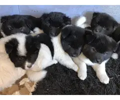 5 full-blooded American Akita puppies available for adoption - 5