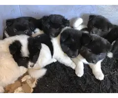 5 full-blooded American Akita puppies available for adoption - 6