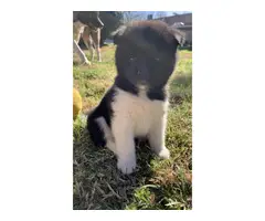 5 full-blooded American Akita puppies available for adoption - 8