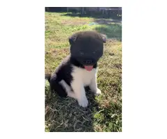 5 full-blooded American Akita puppies available for adoption - 9