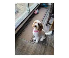 5 month old female Cockapoo puppy