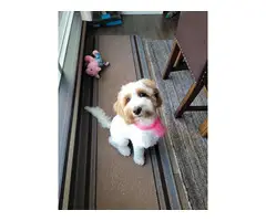 5 month old female Cockapoo puppy - 2