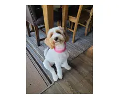 5 month old female Cockapoo puppy - 3