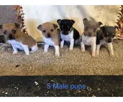 Purebred Rat Terrier puppy - 2
