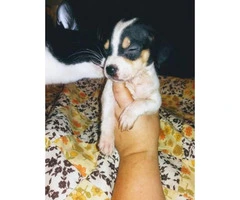 Cheagle pups for sale