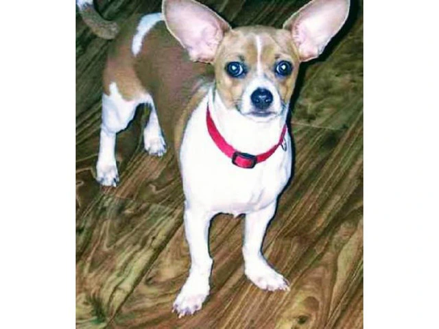 Cheagle pups for sale - 2/7