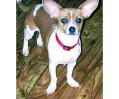 Cheagle pups for sale - 2