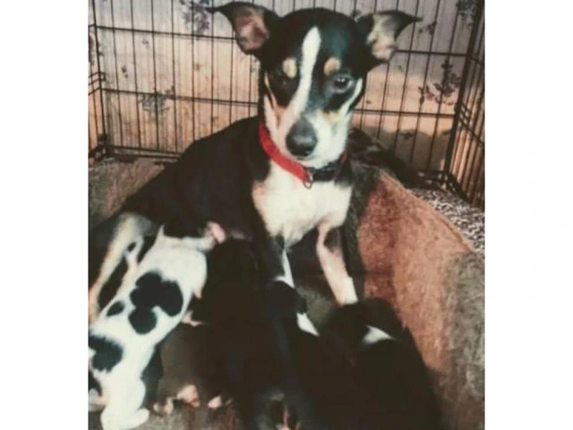 Cheagle pups for sale - 3/7