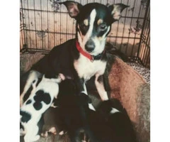 Cheagle pups for sale - 3