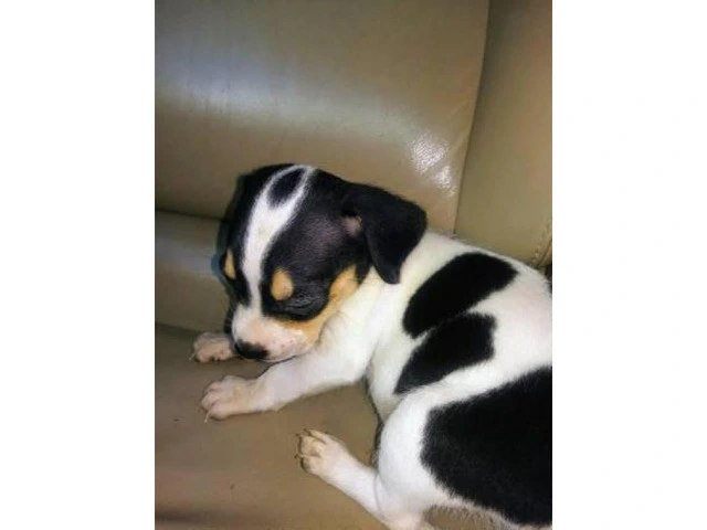 Cheagle pups for sale - 4/7