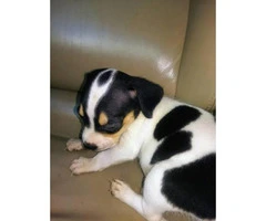 Cheagle pups for sale - 4
