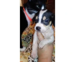 Cheagle pups for sale - 5