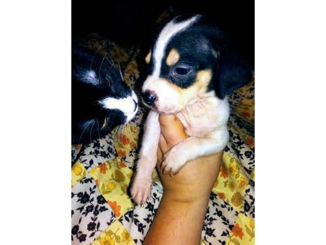 Cheagle pups for sale - 6/7