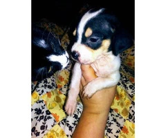 Cheagle pups for sale - 6