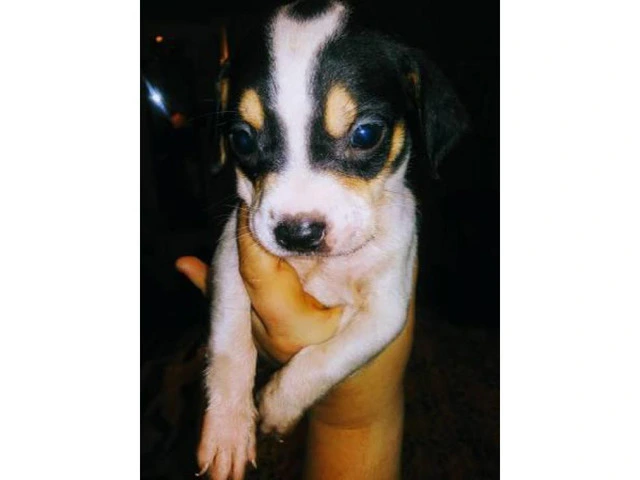Cheagle pups for sale - 7/7