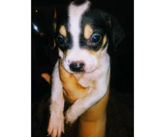 Cheagle pups for sale - 7