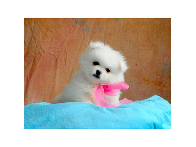 Sweet Pomeranian Puppies For Sale in , Oklahoma