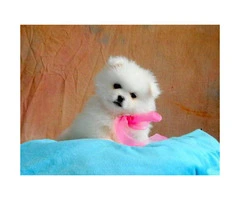 Sweet Gorgeous Pomeranian Puppies For Sale