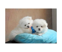 Sweet Gorgeous Pomeranian Puppies For Sale - 2
