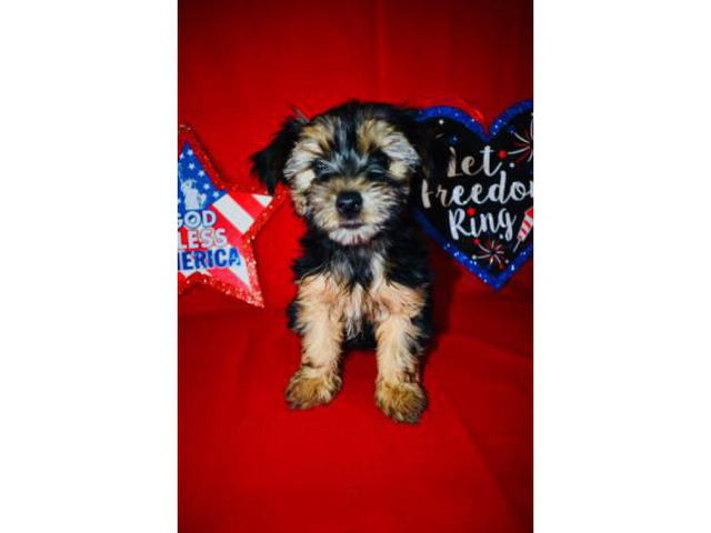 Toy size Yorkie puppies for sale in Irvine, California ...