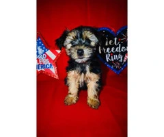 Toy size Yorkie puppies for sale