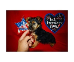 Toy size Yorkie puppies for sale - 2