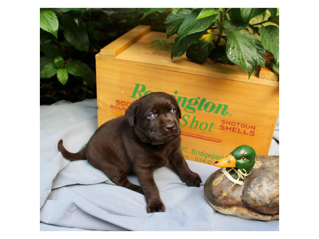 Chocolate Female AKC Labrador Retriever Puppies in Asheville, North Carolina - Puppies for Sale ...