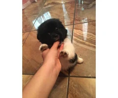 Adorable Pekingese Pom Mixed Puppies For Sale