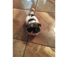 Adorable Pekingese Pom Mixed Puppies For Sale - 2