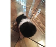 Adorable Pekingese Pom Mixed Puppies For Sale - 3