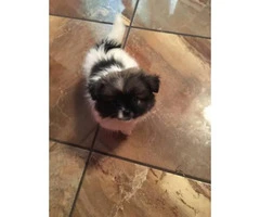 Adorable Pekingese Pom Mixed Puppies For Sale - 4