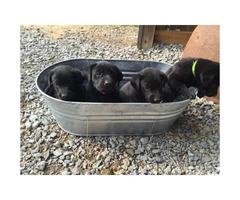 Lab Puppies with Full AKC Registration Great Father's Day gift - 1